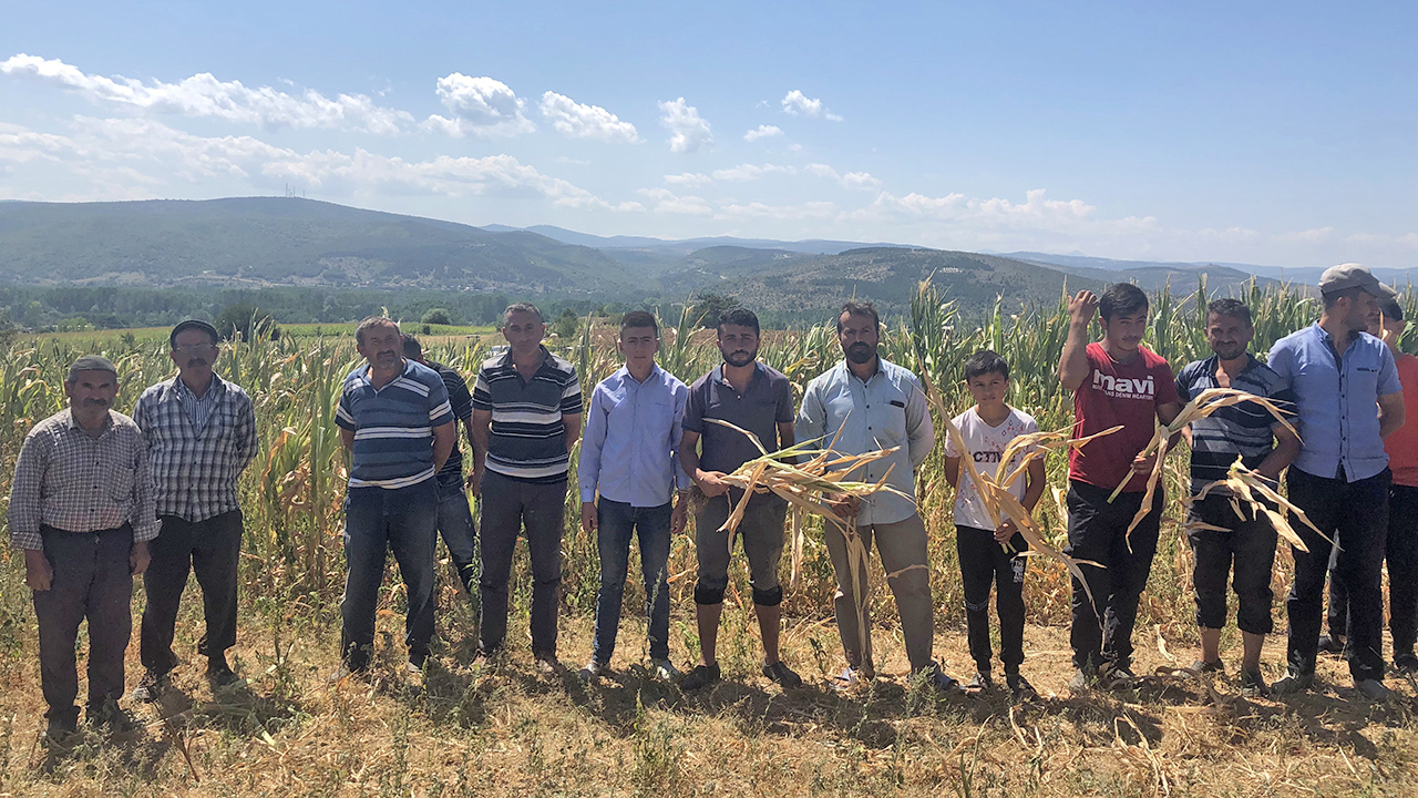 Susuz kalan 3 bin dönüm mahsul kurudu